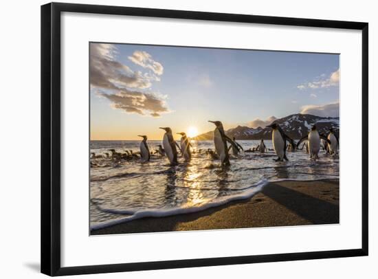 South Georgia Island, St. Andrew's Bay. King Penguins on Beach at Sunrise-Jaynes Gallery-Framed Photographic Print