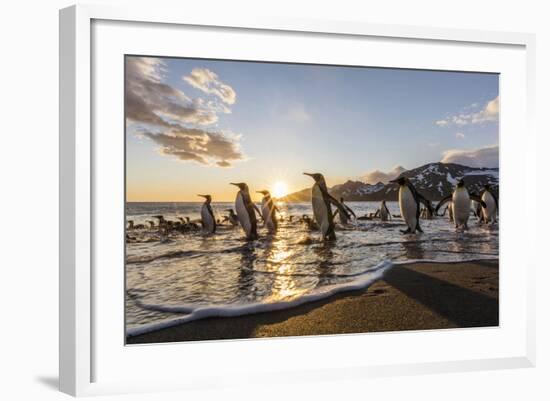 South Georgia Island, St. Andrew's Bay. King Penguins on Beach at Sunrise-Jaynes Gallery-Framed Photographic Print