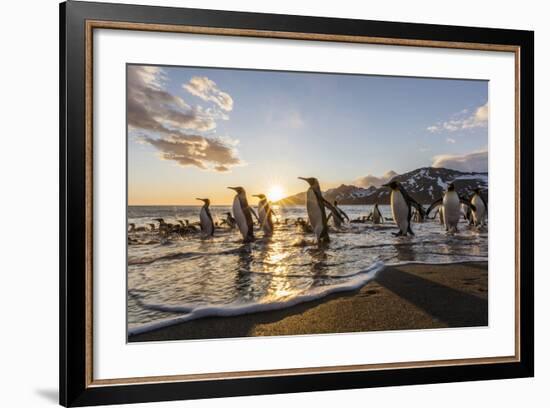 South Georgia Island, St. Andrew's Bay. King Penguins on Beach at Sunrise-Jaynes Gallery-Framed Photographic Print