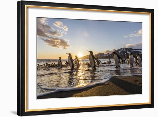 South Georgia Island, St. Andrew's Bay. King Penguins on Beach at Sunrise-Jaynes Gallery-Framed Photographic Print