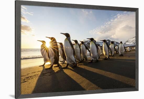 South Georgia Island, St. Andrew's Bay. King Penguins Walk on Beach at Sunrise-Jaynes Gallery-Framed Photographic Print