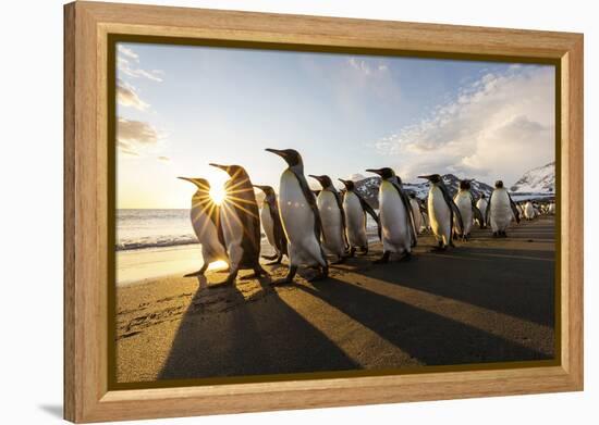 South Georgia Island, St. Andrew's Bay. King Penguins Walk on Beach at Sunrise-Jaynes Gallery-Framed Premier Image Canvas