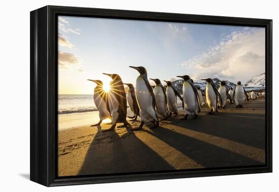 South Georgia Island, St. Andrew's Bay. King Penguins Walk on Beach at Sunrise-Jaynes Gallery-Framed Premier Image Canvas