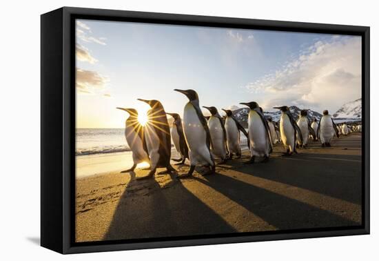South Georgia Island, St. Andrew's Bay. King Penguins Walk on Beach at Sunrise-Jaynes Gallery-Framed Premier Image Canvas
