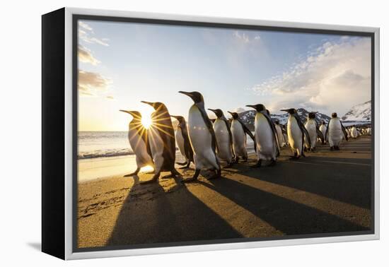 South Georgia Island, St. Andrew's Bay. King Penguins Walk on Beach at Sunrise-Jaynes Gallery-Framed Premier Image Canvas