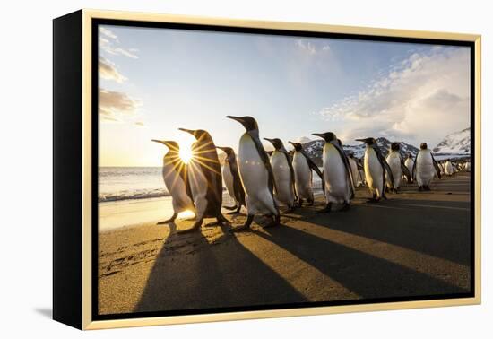 South Georgia Island, St. Andrew's Bay. King Penguins Walk on Beach at Sunrise-Jaynes Gallery-Framed Premier Image Canvas