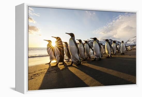 South Georgia Island, St. Andrew's Bay. King Penguins Walk on Beach at Sunrise-Jaynes Gallery-Framed Premier Image Canvas