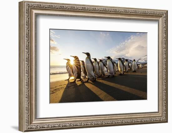 South Georgia Island, St. Andrew's Bay. King Penguins Walk on Beach at Sunrise-Jaynes Gallery-Framed Photographic Print