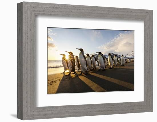 South Georgia Island, St. Andrew's Bay. King Penguins Walk on Beach at Sunrise-Jaynes Gallery-Framed Photographic Print