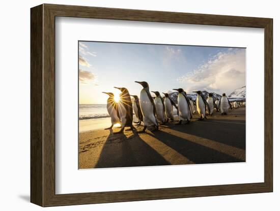 South Georgia Island, St. Andrew's Bay. King Penguins Walk on Beach at Sunrise-Jaynes Gallery-Framed Photographic Print