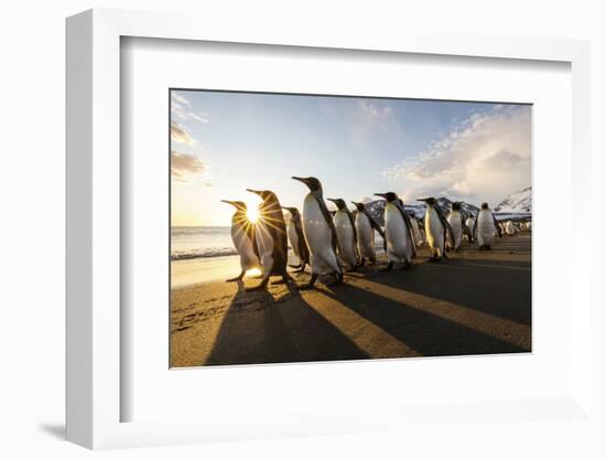 South Georgia Island, St. Andrew's Bay. King Penguins Walk on Beach at Sunrise-Jaynes Gallery-Framed Photographic Print