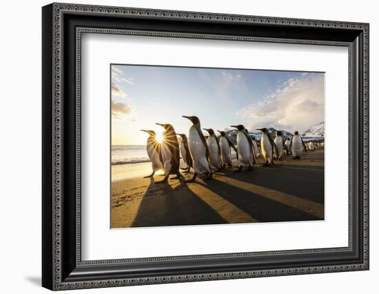 South Georgia Island, St. Andrew's Bay. King Penguins Walk on Beach at Sunrise-Jaynes Gallery-Framed Photographic Print