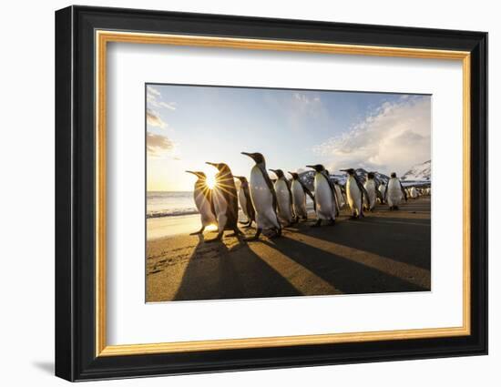 South Georgia Island, St. Andrew's Bay. King Penguins Walk on Beach at Sunrise-Jaynes Gallery-Framed Photographic Print