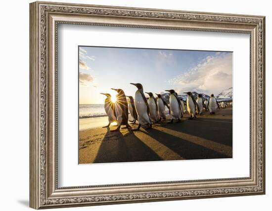 South Georgia Island, St. Andrew's Bay. King penguins walk on beach at sunrise.-Jaynes Gallery-Framed Photographic Print