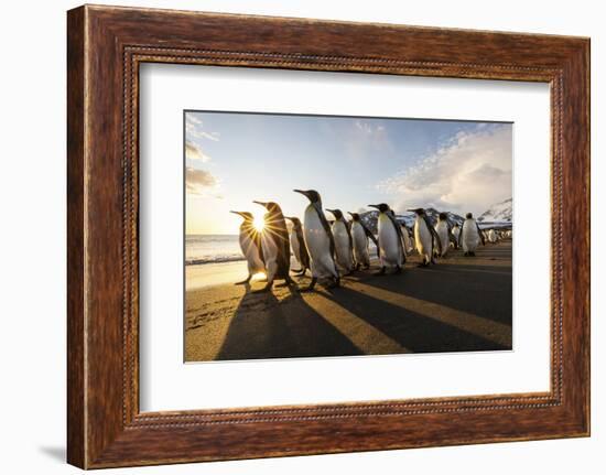 South Georgia Island, St. Andrew's Bay. King penguins walk on beach at sunrise.-Jaynes Gallery-Framed Photographic Print