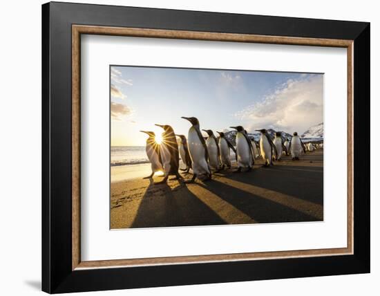 South Georgia Island, St. Andrew's Bay. King penguins walk on beach at sunrise.-Jaynes Gallery-Framed Photographic Print