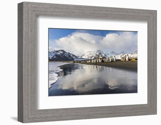 South Georgia Island, St. Andrew's Bay. King Penguins Walk on Shore at Sunrise-Jaynes Gallery-Framed Photographic Print