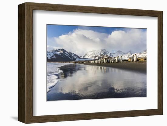 South Georgia Island, St. Andrew's Bay. King Penguins Walk on Shore at Sunrise-Jaynes Gallery-Framed Photographic Print