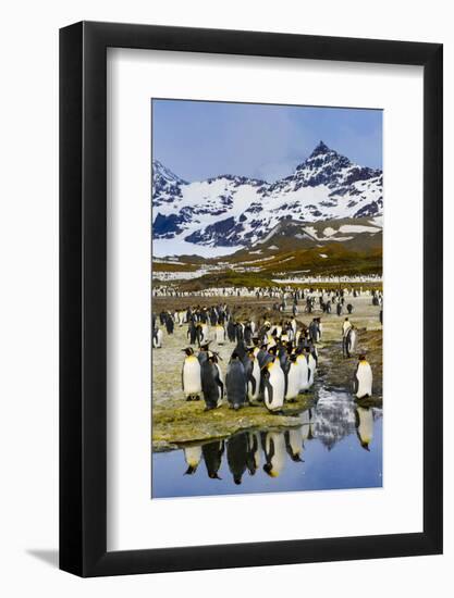 South Georgia Island, St. Andrew's Bay, King Penguins-Hollice Looney-Framed Photographic Print