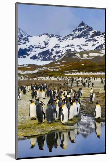 South Georgia Island, St. Andrew's Bay, King Penguins-Hollice Looney-Mounted Photographic Print