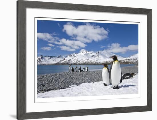 South Georgia Island-Donald Paulson-Framed Giclee Print