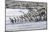 South Georgia, king penguin. A group of king penguins walk on the beach in a tight bunch.-Ellen Goff-Mounted Photographic Print