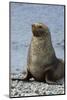 South Georgia. Male Antarctic Fur Seal, Arctocephalus Gazella-Inger Hogstrom-Mounted Photographic Print