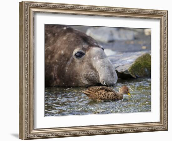 South Georgia pintail swimming in front of Southern elephant seal, Gold Harbour, South Georgia-Tony Heald-Framed Photographic Print