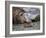 South Georgia pintail swimming in front of Southern elephant seal, Gold Harbour, South Georgia-Tony Heald-Framed Photographic Print