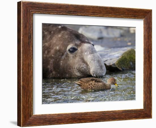 South Georgia pintail swimming in front of Southern elephant seal, Gold Harbour, South Georgia-Tony Heald-Framed Photographic Print