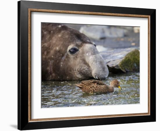 South Georgia pintail swimming in front of Southern elephant seal, Gold Harbour, South Georgia-Tony Heald-Framed Photographic Print