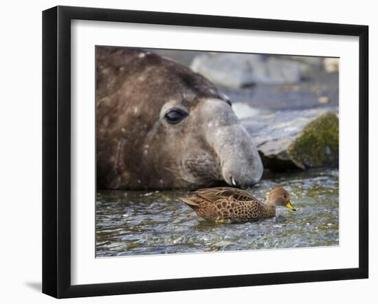 South Georgia pintail swimming in front of Southern elephant seal, Gold Harbour, South Georgia-Tony Heald-Framed Photographic Print