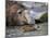 South Georgia pintail swimming in front of Southern elephant seal, Gold Harbour, South Georgia-Tony Heald-Mounted Photographic Print