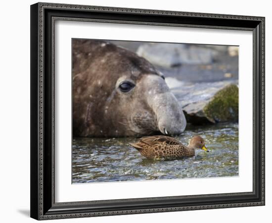 South Georgia pintail swimming in front of Southern elephant seal, Gold Harbour, South Georgia-Tony Heald-Framed Photographic Print