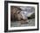 South Georgia pintail swimming in front of Southern elephant seal, Gold Harbour, South Georgia-Tony Heald-Framed Photographic Print