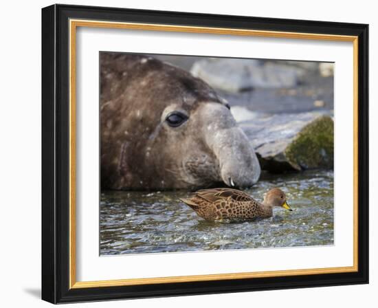 South Georgia pintail swimming in front of Southern elephant seal, Gold Harbour, South Georgia-Tony Heald-Framed Photographic Print