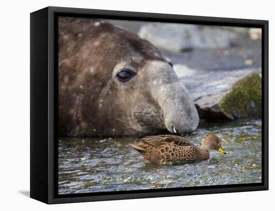 South Georgia pintail swimming in front of Southern elephant seal, Gold Harbour, South Georgia-Tony Heald-Framed Premier Image Canvas