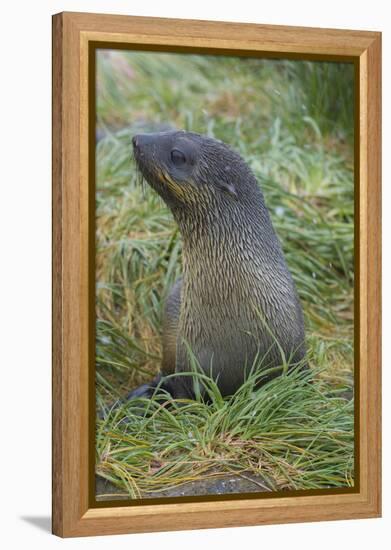 South Georgia. Prion Island. Antarctic Fur Seal in Tussock During Snow-Inger Hogstrom-Framed Premier Image Canvas