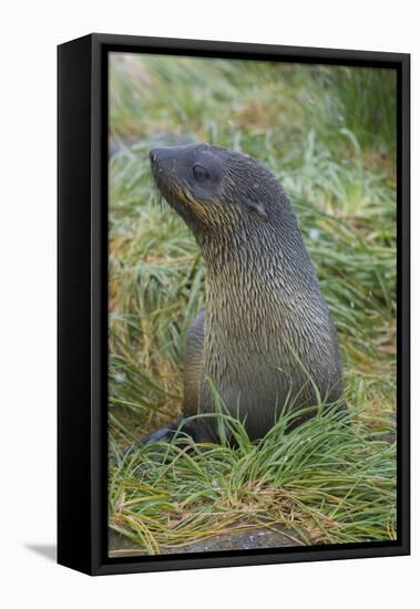 South Georgia. Prion Island. Antarctic Fur Seal in Tussock During Snow-Inger Hogstrom-Framed Premier Image Canvas