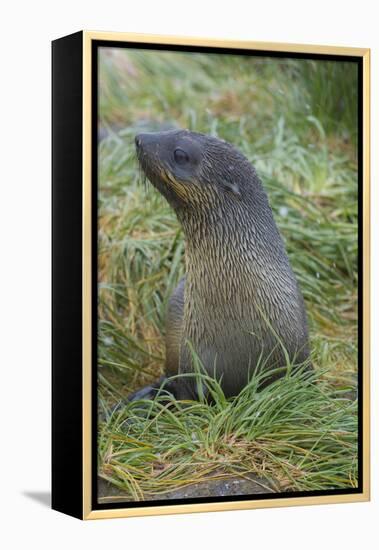 South Georgia. Prion Island. Antarctic Fur Seal in Tussock During Snow-Inger Hogstrom-Framed Premier Image Canvas