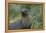 South Georgia. Prion Island. Antarctic Fur Seal in Tussock During Snow-Inger Hogstrom-Framed Premier Image Canvas