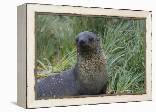 South Georgia. Prion Island. Antarctic Fur Seal in Tussock During Snow-Inger Hogstrom-Framed Premier Image Canvas