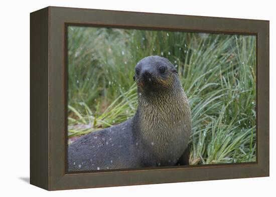 South Georgia. Prion Island. Antarctic Fur Seal in Tussock During Snow-Inger Hogstrom-Framed Premier Image Canvas