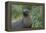 South Georgia. Prion Island. Antarctic Fur Seal in Tussock During Snow-Inger Hogstrom-Framed Premier Image Canvas