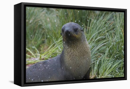 South Georgia. Prion Island. Antarctic Fur Seal in Tussock During Snow-Inger Hogstrom-Framed Premier Image Canvas