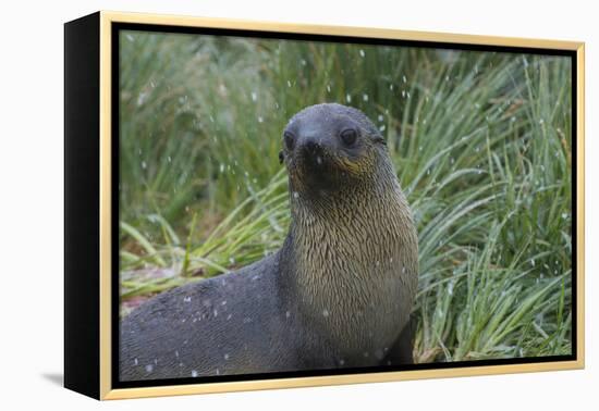 South Georgia. Prion Island. Antarctic Fur Seal in Tussock During Snow-Inger Hogstrom-Framed Premier Image Canvas