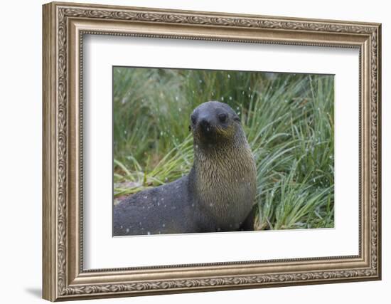 South Georgia. Prion Island. Antarctic Fur Seal in Tussock During Snow-Inger Hogstrom-Framed Photographic Print