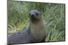 South Georgia. Prion Island. Antarctic Fur Seal in Tussock During Snow-Inger Hogstrom-Mounted Photographic Print