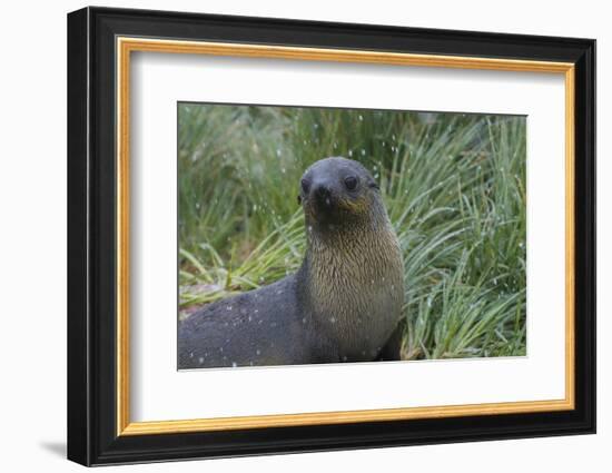 South Georgia. Prion Island. Antarctic Fur Seal in Tussock During Snow-Inger Hogstrom-Framed Photographic Print