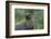 South Georgia. Prion Island. Antarctic Fur Seal in Tussock During Snow-Inger Hogstrom-Framed Photographic Print